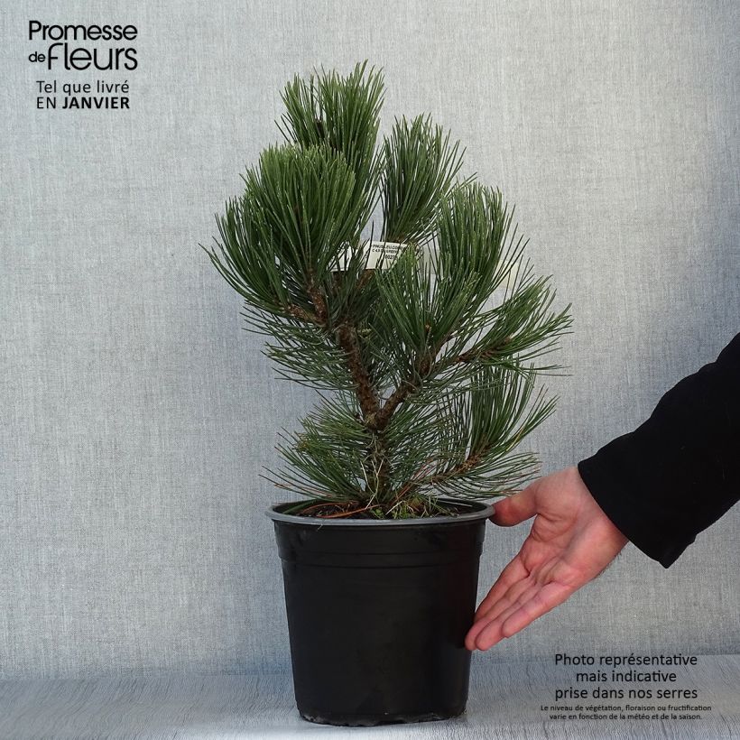 Pin de bosnie - Pinus heldreichii (leucodermis) Compact Gem en pot de 4L/5L Ejemplar entregado en invierno