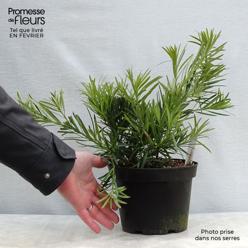 Pin des bouddhistes - Podocarpus macrophyllus Pot de 2L/3L Ejemplar entregado en invierno