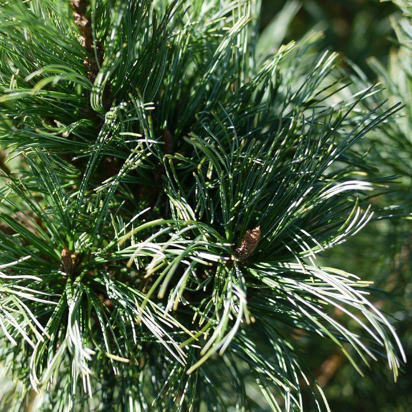 Pinus pumila Glauca - Pino enano siberiano (Follaje)