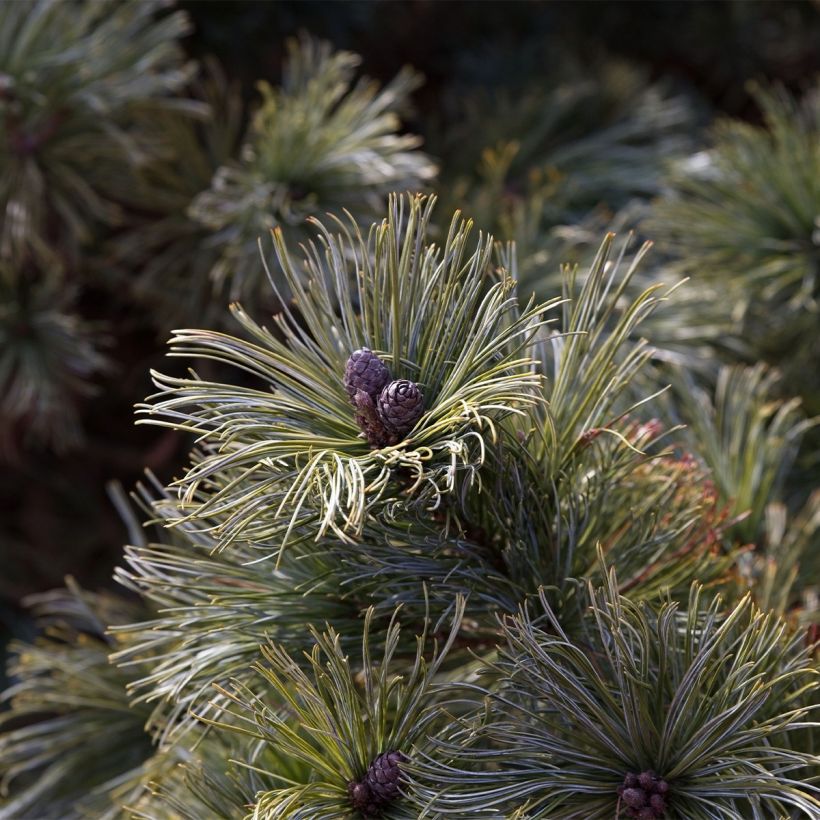 Pinus pumila Glauca - Pino enano siberiano (Cosecha)