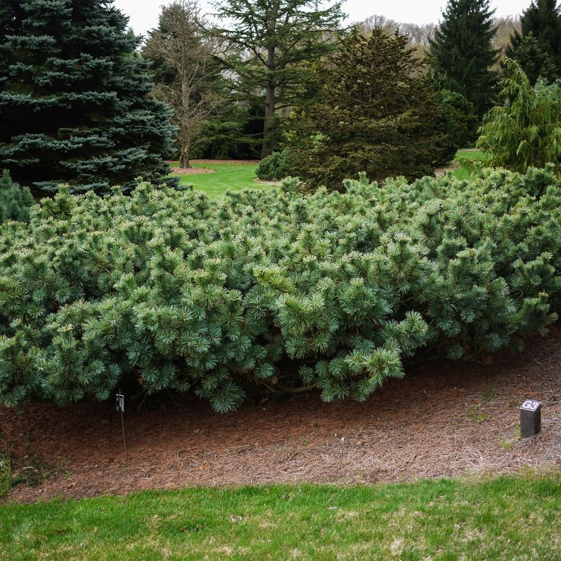 Pinus pumila Glauca - Pino enano siberiano (Porte)