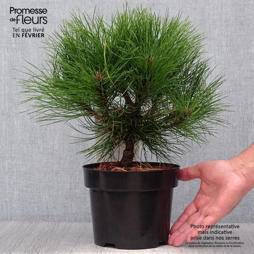 Ejemplar de Pin noir - Pinus nigra Marie Brégéon en pot de 2L/3L entregado en otoño