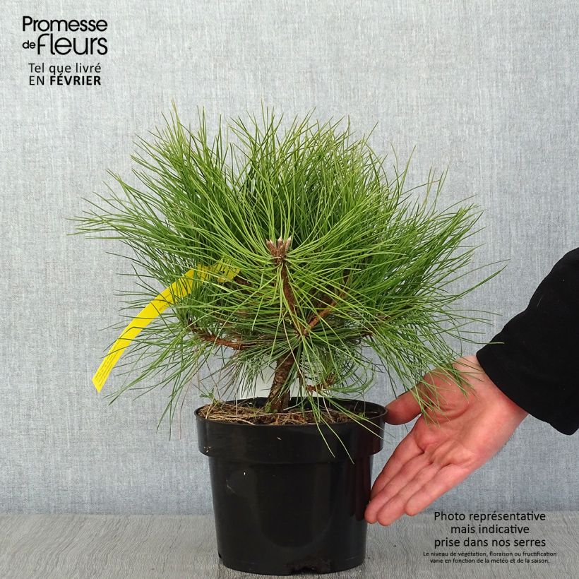 Pino laricio Marie Brégeon - Pinus nigra Maceta 2L/3LAltura de entrega aprox. 20/25cm Ejemplar entregado en invierno