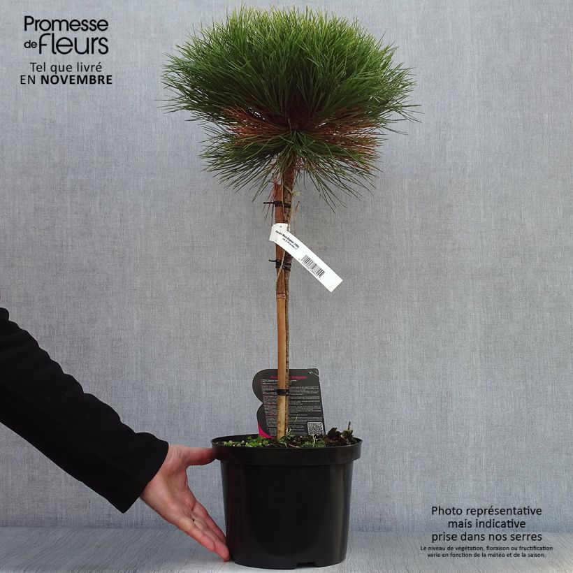 Ejemplar de Pin noir - Pinus nigra Marie Brégéon sur tige en pot de 4L/5L entregado en otoño