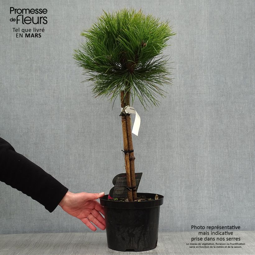 Pin noir - Pinus nigra Marie Brégéon sur tige en pot de 4L/5L Ejemplar entregado en invierno