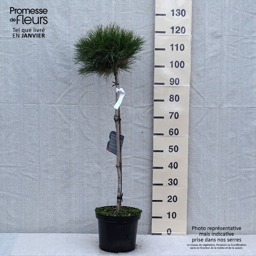 Pin noir - Pinus nigra Marie Brégéon sur tige en pot de 7,5L/10L Ejemplar entregado en invierno