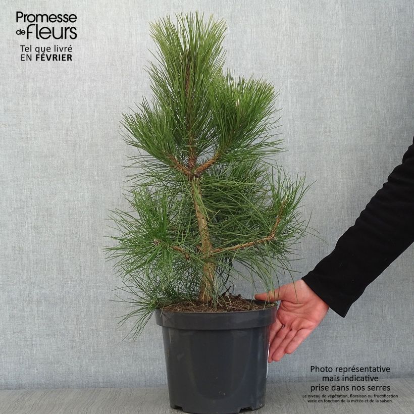 Pin noir d'Autriche - Pinus nigra nigra en pot de 7,5L/10L Ejemplar entregado en invierno