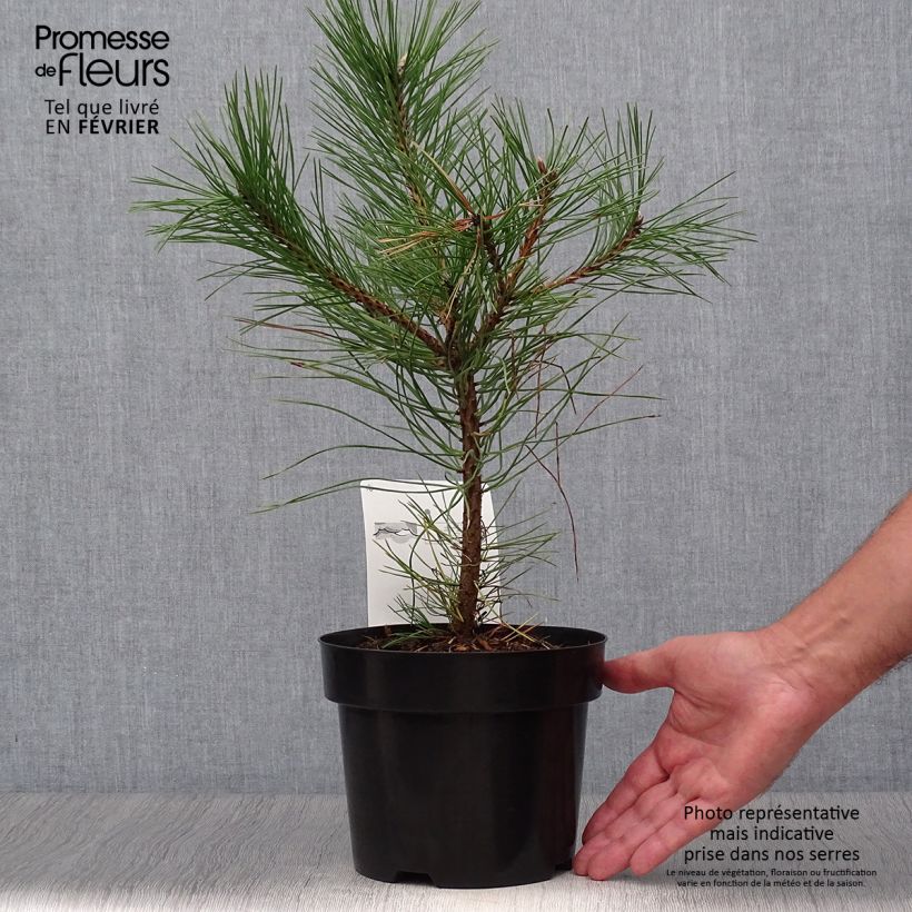 Ejemplar de Pin noir d'Autriche - Pinus nigra nigra en pot de 2L/3L entregado en otoño