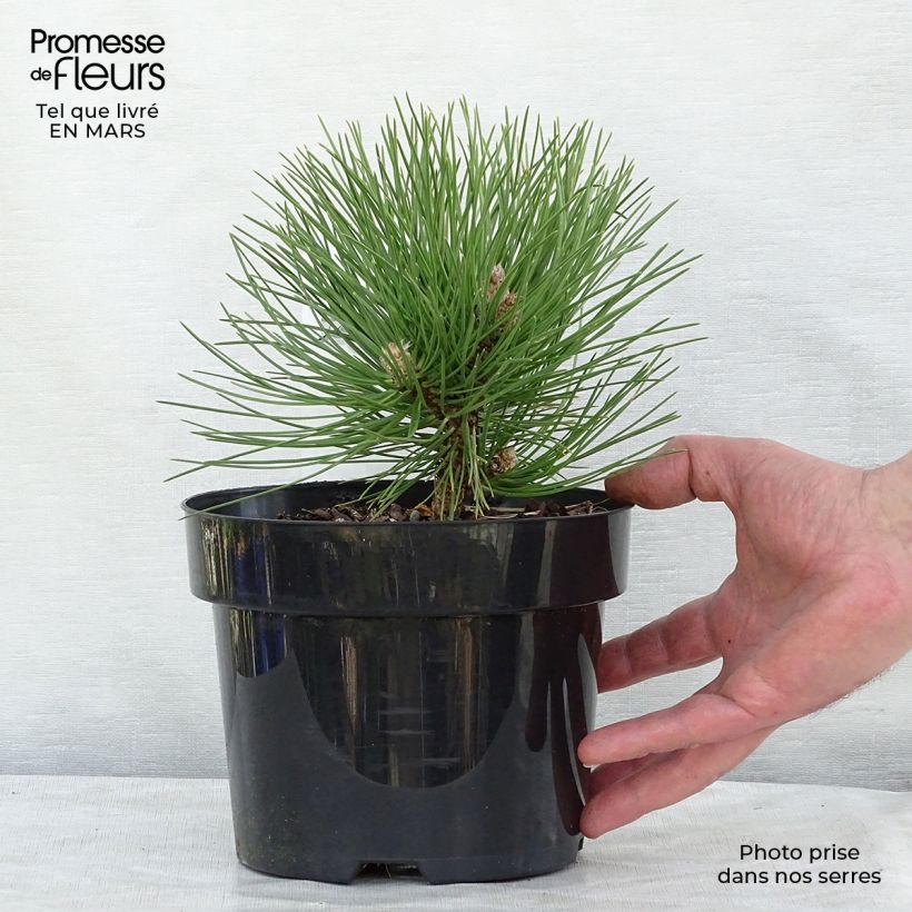 Pin noir nain - Pinus nigra Nana en pot de 2L/3L Ejemplar entregado en invierno