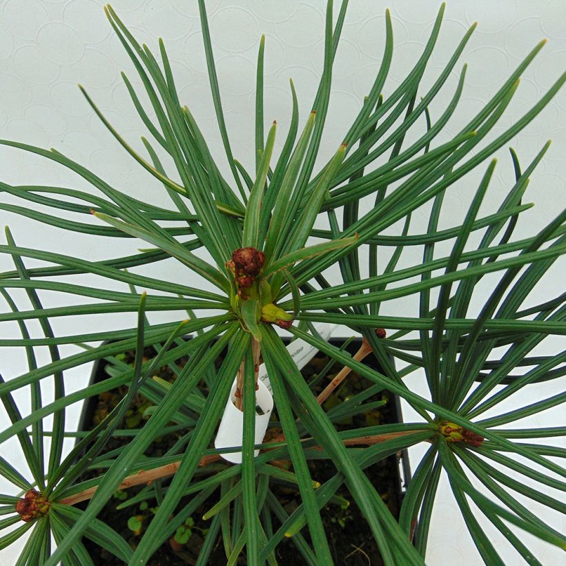 Sciadopitys verticillata - Pino sombrilla de Japón (Follaje)