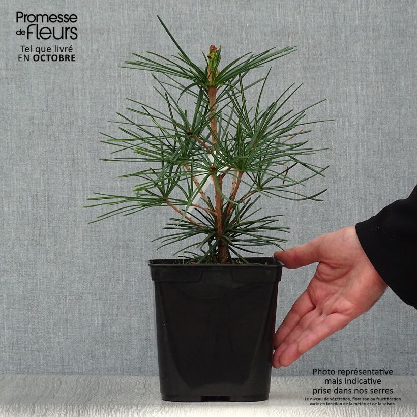 Ejemplar de Pin parasol du japon - Sciadopitys verticillata Pot de 2L/3L entregado en otoño