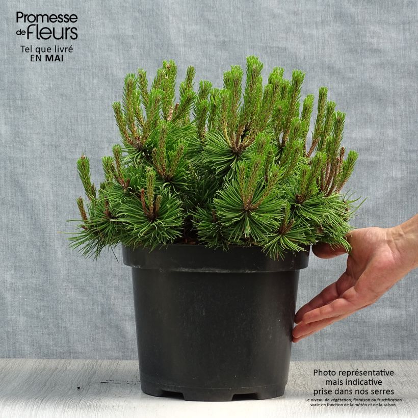 Pino rojo japonés Low Glow - Pinus densiflora Maceta 7,5L/10LAltura de entrega aprox. 30/40cm Ejemplar entregado en la primavera