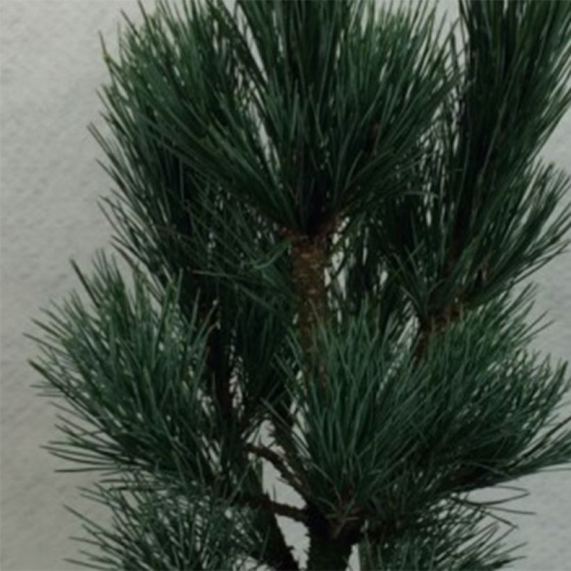 Pinus cembra Compacta Glauca (Follaje)