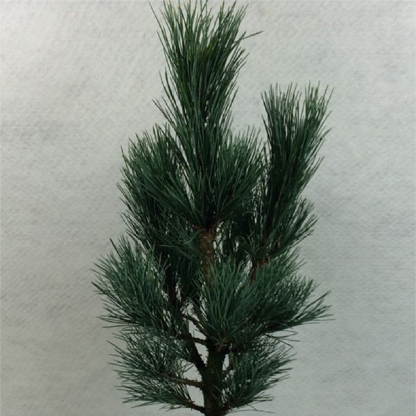 Pinus cembra Compacta Glauca (Porte)