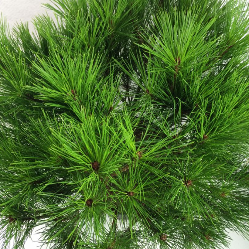 Pino rojo japonés Alice Verkade - Pinus densiflora (Follaje)