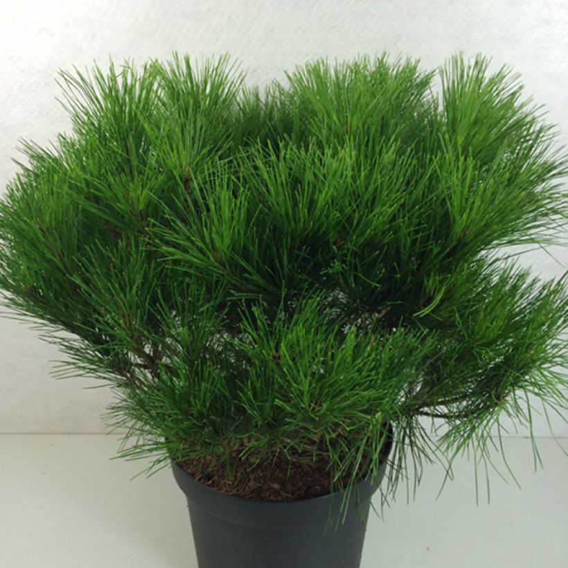 Pino rojo japonés Alice Verkade - Pinus densiflora (Porte)