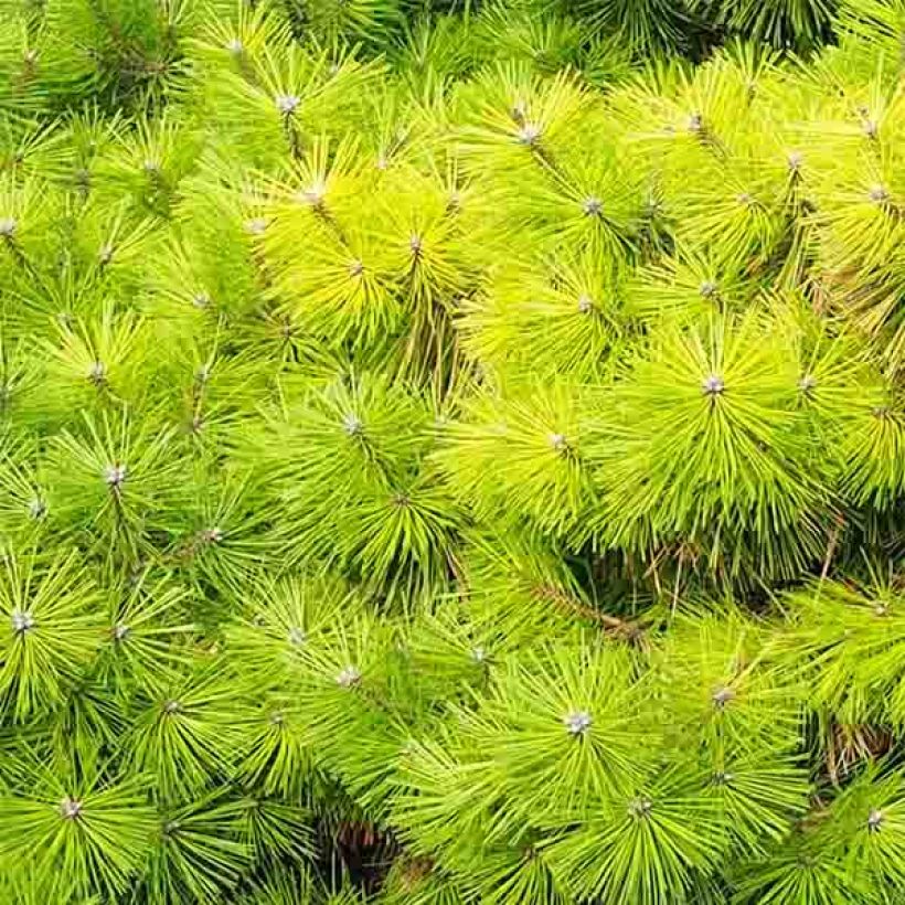 Pino rojo japonés Jane Kluis - Pinus densiflora (Follaje)