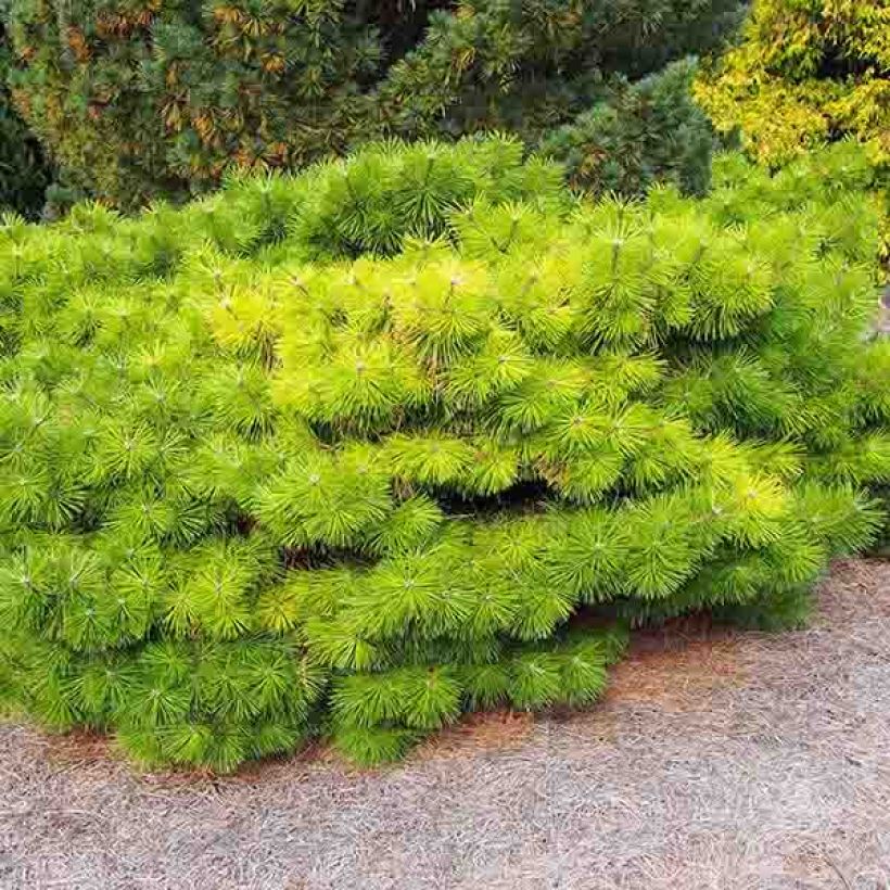 Pino rojo japonés Jane Kluis - Pinus densiflora (Porte)