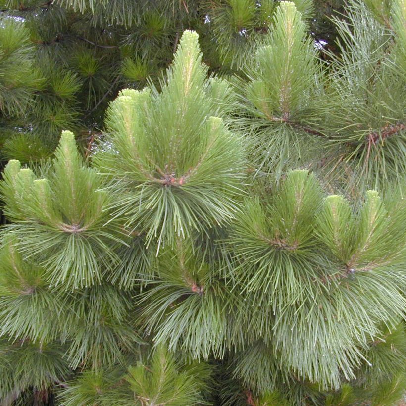 Pino de California - Pinus insignis (Follaje)