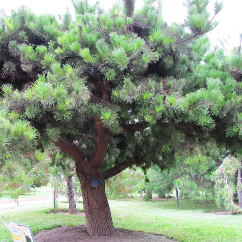 Pino de California - Pinus insignis (Porte)