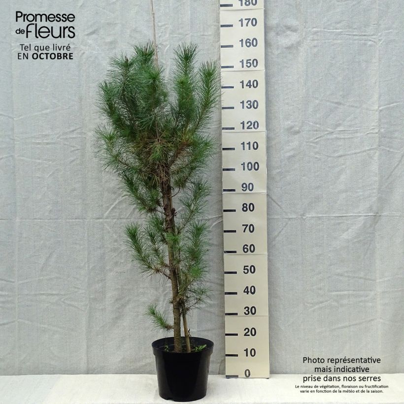 Ejemplar de Pinus insignis (radiata) - Pin de Monterey pot de 10L entregado en otoño