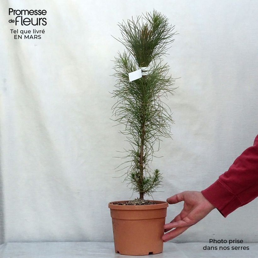 Pinus insignis (radiata) - Pin de Monterey pot de 3L Ejemplar entregado en invierno