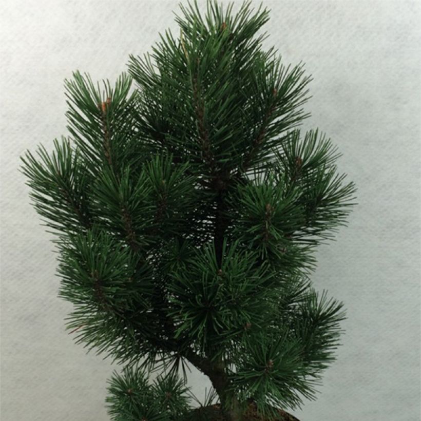 Pino negro Green Column - Pinus mugo (Porte)