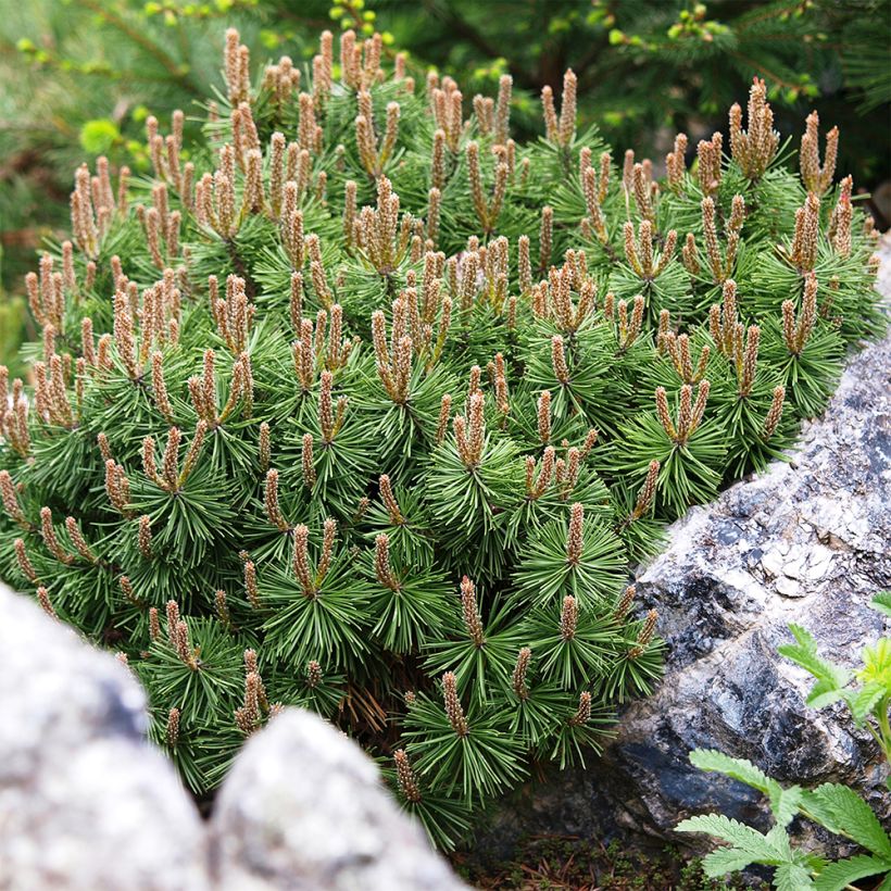 Pino negro Mops - Pinus mugo (Floración)