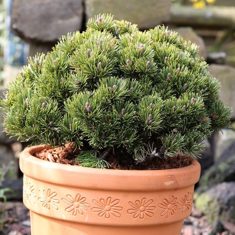 Pino negro Picobello - Pinus mugo (Porte)