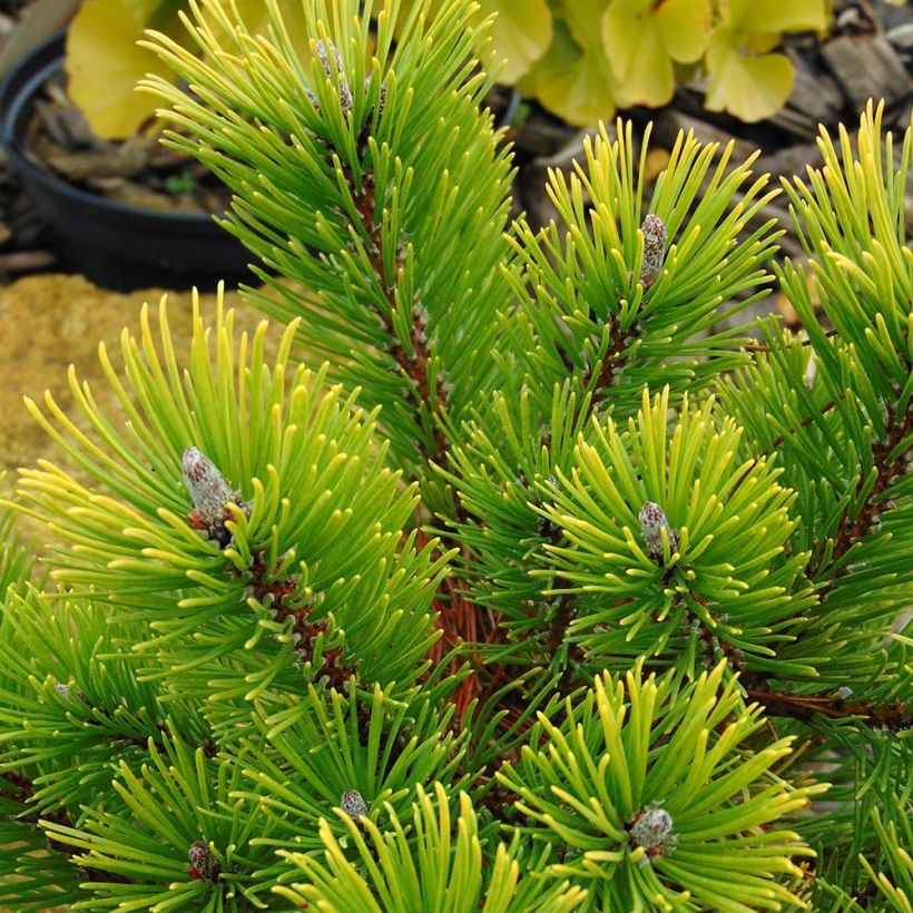 Pino negro Winter Gold - Pinus mugo (Follaje)