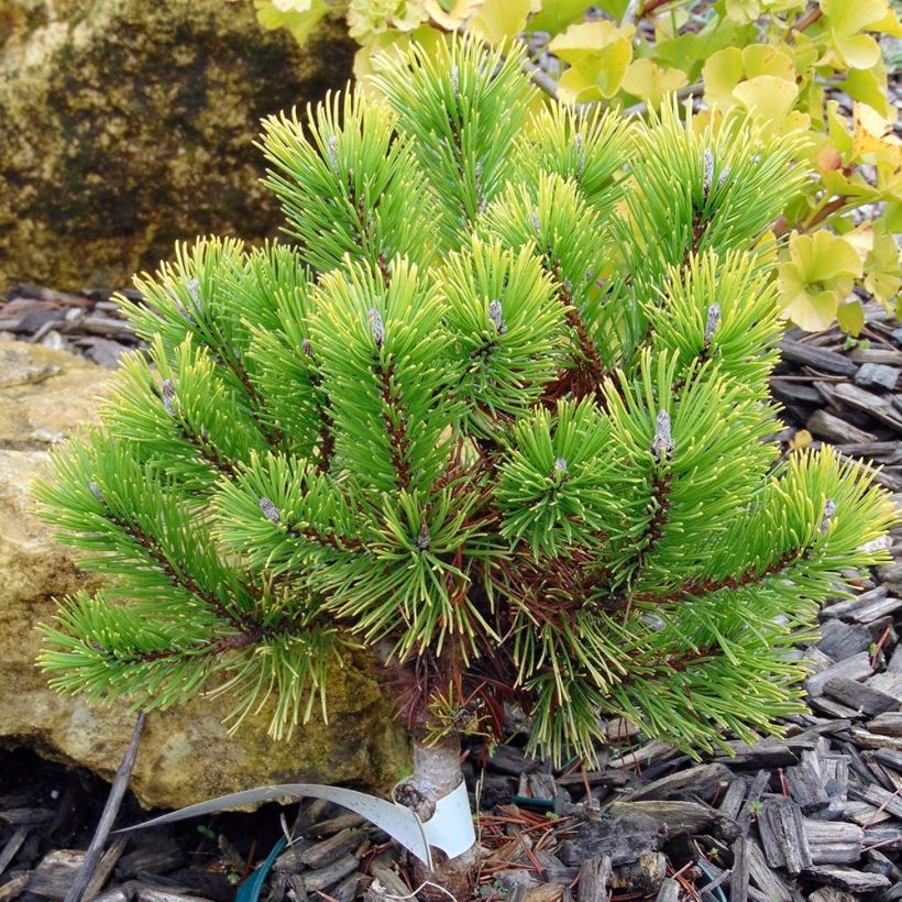 Pino negro Winter Gold - Pinus mugo (Porte)