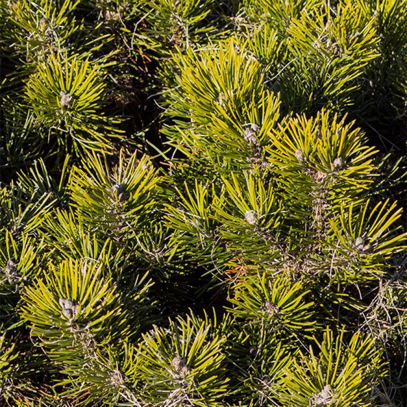 Pino negro var.pumilio - Pinus mugo (Follaje)