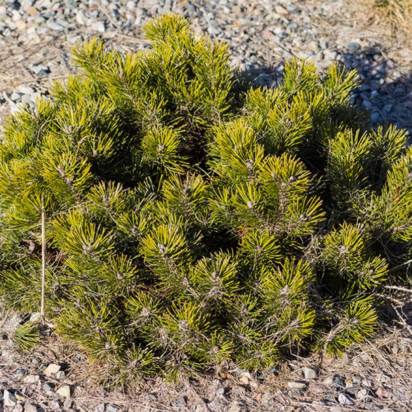 Pino negro var.pumilio - Pinus mugo (Porte)