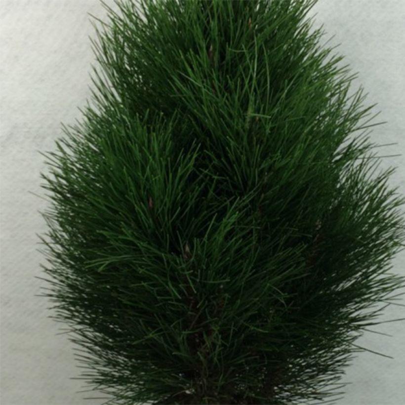 Pino laricio Green Tower - Pinus nigra (Follaje)