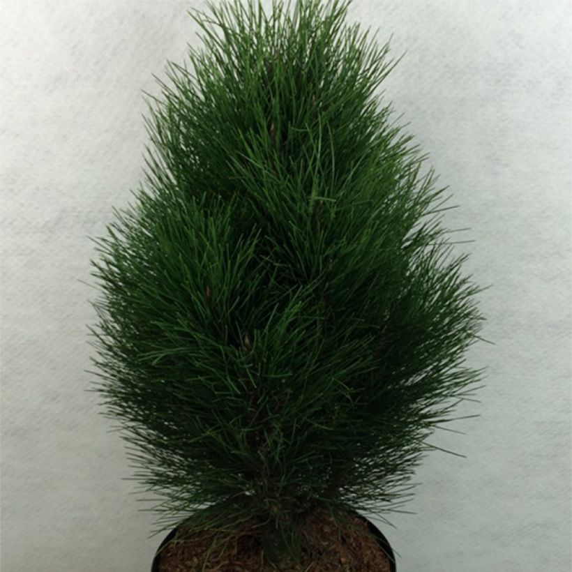 Pino laricio Green Tower - Pinus nigra (Porte)