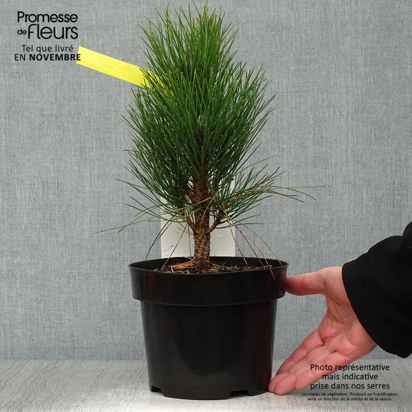 Ejemplar de Pinus nigra Green Tower - Pin noir en pot de 2l/3l entregado en otoño