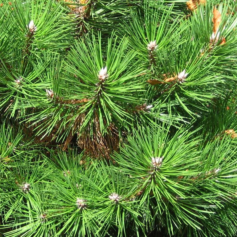 Pino laricio Nana - Pinus nigra (Follaje)