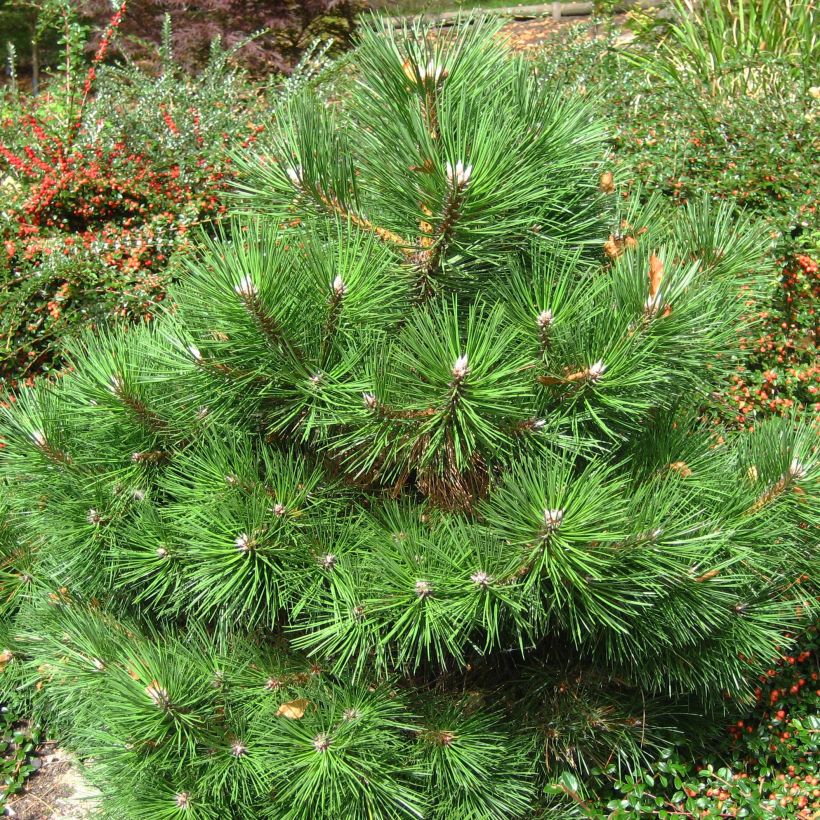 Pino laricio Nana - Pinus nigra (Porte)