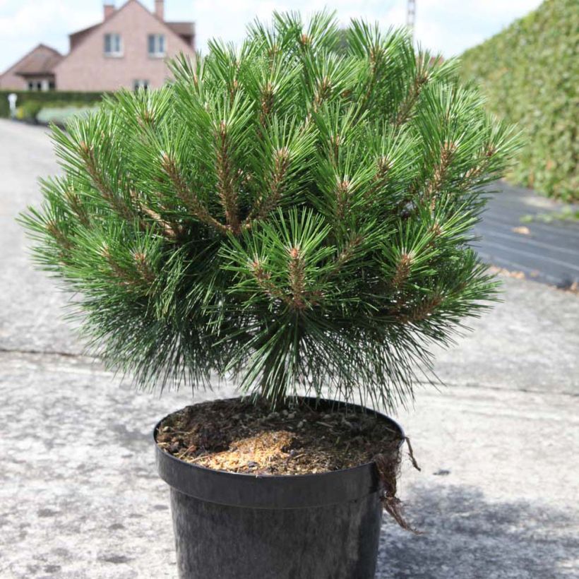 Pinus nigra Brégeon - Pinus nigra (Porte)