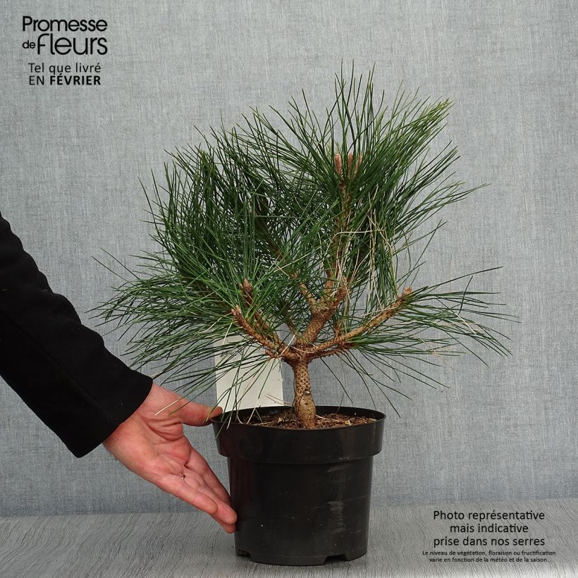 Pinus nigra Pierrick Brégeon en pot de 3L - Pin noir Ejemplar entregado en invierno