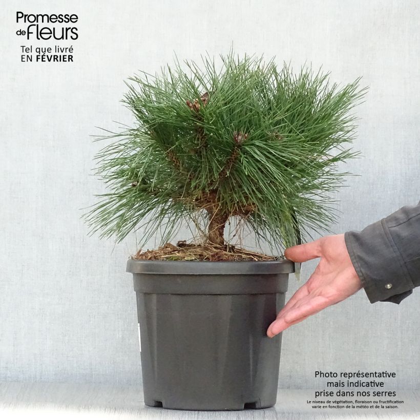 Pinus nigra Pierrick Brégeon en pot de 7.5L - Pin noir Ejemplar entregado en invierno