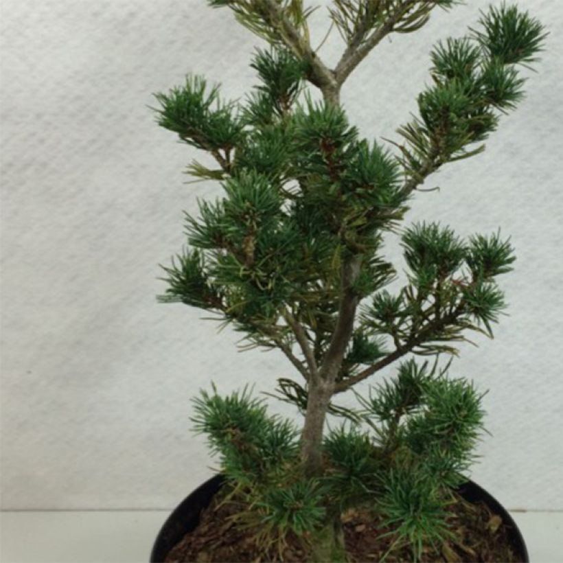 Pino blanco japonés Adcock's Pyramid - Pinus parviflora (Follaje)