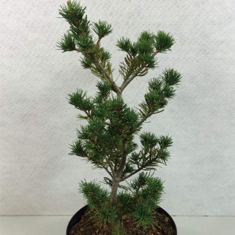 Pino blanco japonés Adcock's Pyramid - Pinus parviflora (Porte)