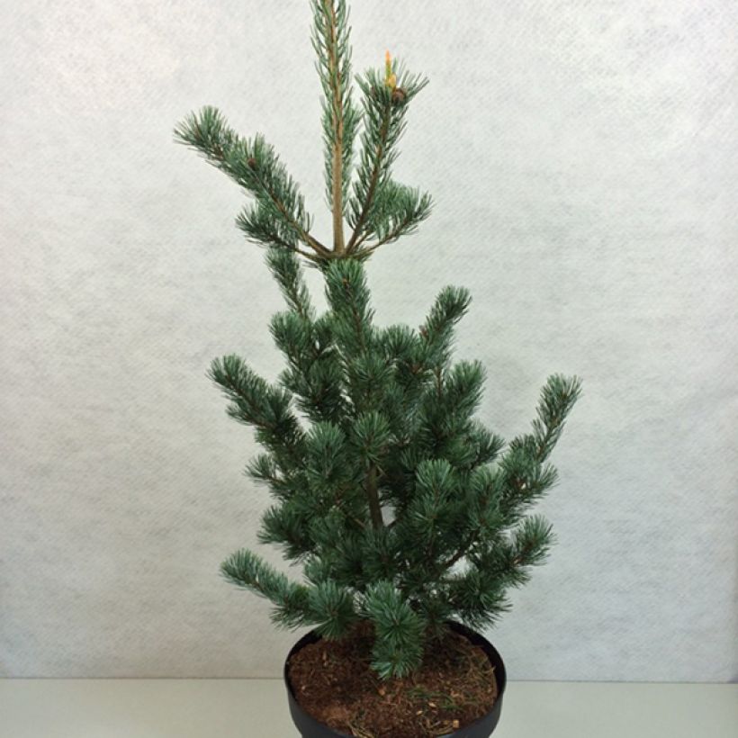 Pino blanco japonés Azumi Goye - Pinus parviflora (Porte)