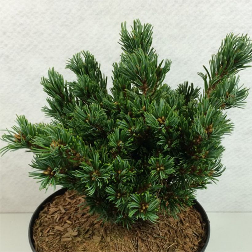 Pino blanco japonés Beran - Pinus parviflora (Porte)