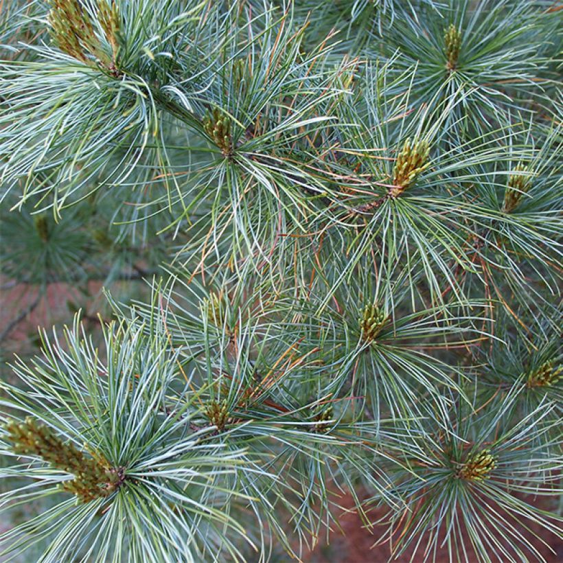 Pino blanco japonés Bergman - Pinus parviflora (Follaje)