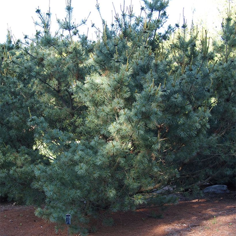 Pino blanco japonés Bergman - Pinus parviflora (Porte)