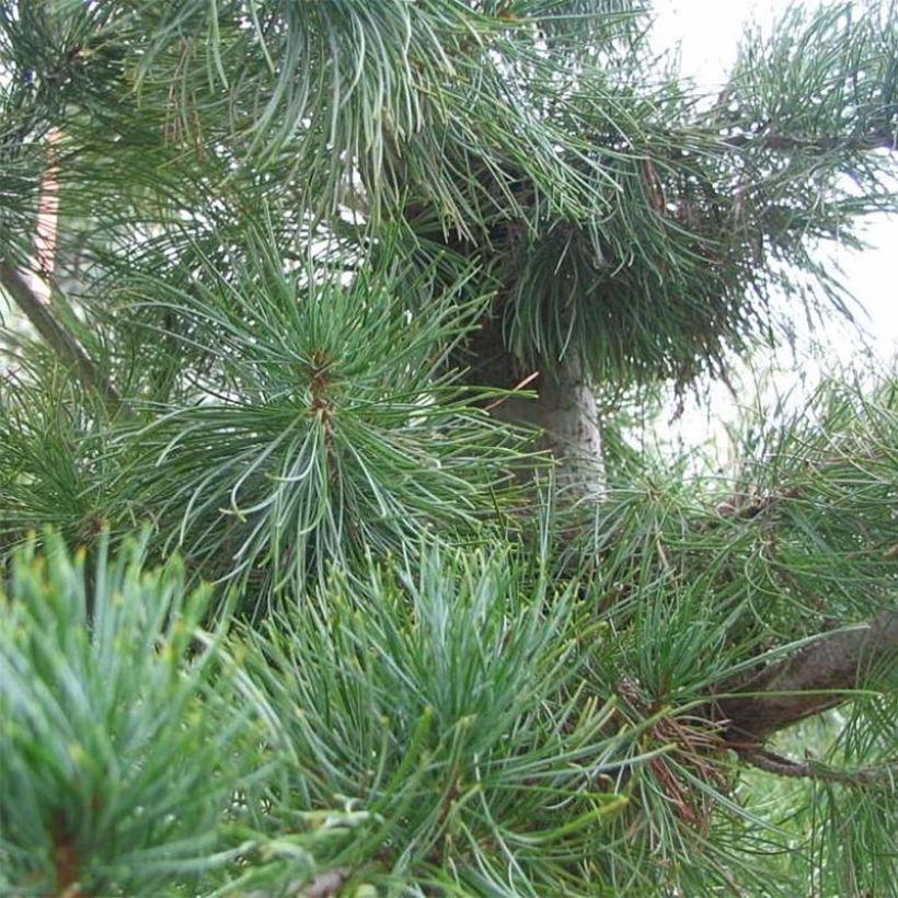 Pino blanco japonés Glauca - Pinus parviflora (Follaje)