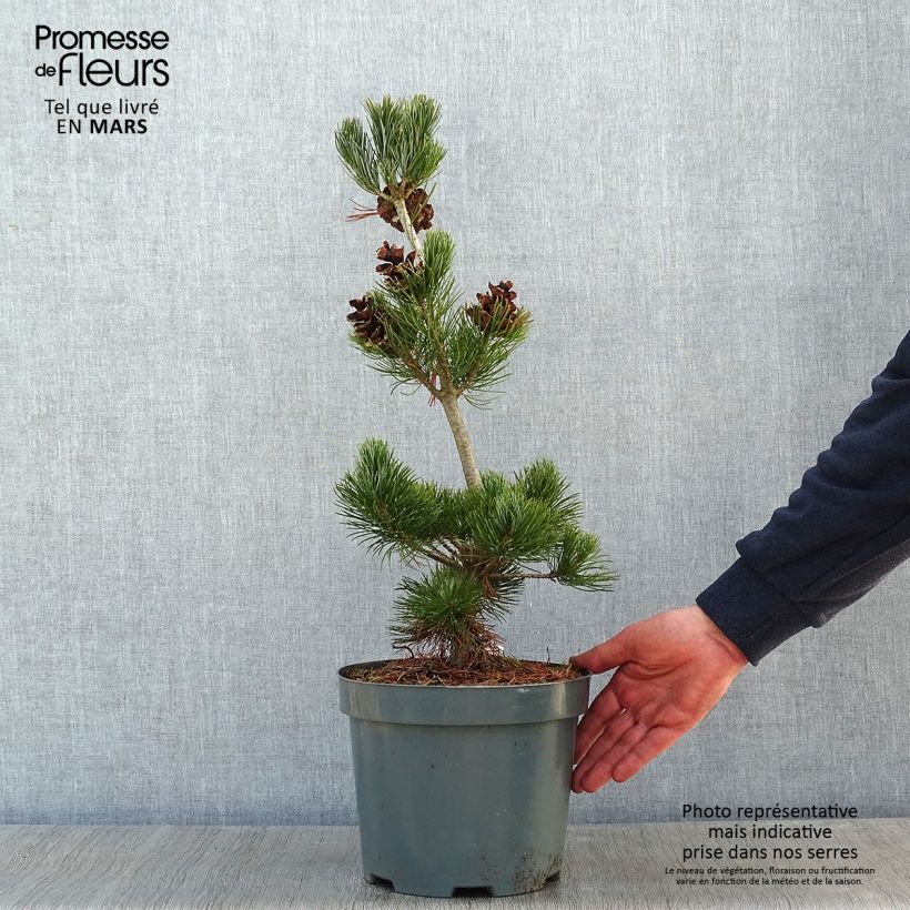 Pinus parviflora Glauca - Pin blanc du Japon Pot de 4L/5L Ejemplar entregado en invierno