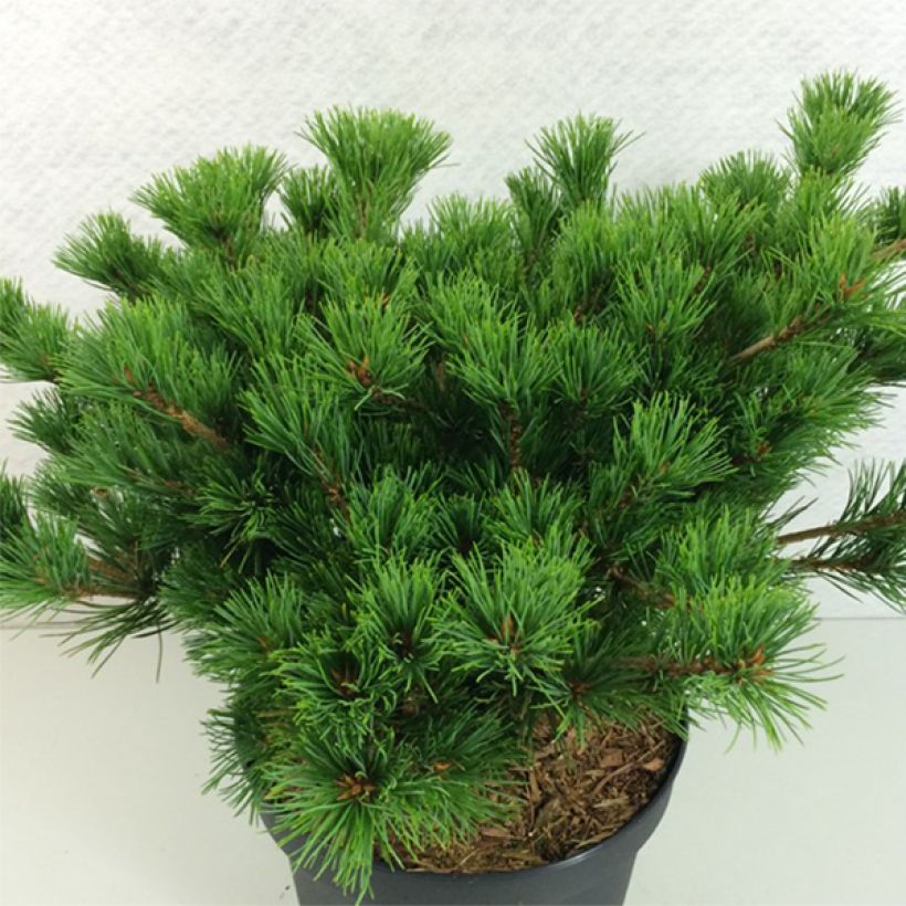 Pino blanco japonés Kokuho - Pinus parviflora (Porte)